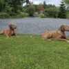 Dog friendly Holidays, Basel Cottage, Dog Friendly, Warm and Cosy, Llandovery, Holiday Cottage, Award-winning,