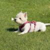 Dog friendly Holidays, Basel Cottage, Dog Friendly, Warm and Cosy, Llandovery, Holiday Cottage, Award-winning,