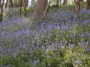 Bluebell Walks At Basel Holiday Cottage in Llandovery, Wales, Dog Friendly