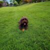 Dog friendly Holidays, Basel Cottage, Dog Friendly, Warm and Cosy, Llandovery, Holiday Cottage, Award-winning,