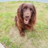 Dog friendly Holidays, Basel Cottage, Dog Friendly, Warm and Cosy, Llandovery, Holiday Cottage, Award-winning,