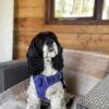 Dog friendly Holidays, Basel Cottage, Dog Friendly, Warm and Cosy, Llandovery, Holiday Cottage, Award-winning,