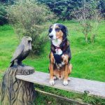 Dog friendly Basel Cottage in Llandovery, Carmarthenshire, Wales