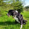 Dog Holidays, dog friendly, dogs stay free, holiday in Wales, walking holidays, countryside, Basel Cottage, Holiday Cottage, award-winning