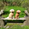 Dog friendly Basel Cottage in Llandovery, Carmarthenshire, Wales