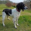 Dog friendly Holidays, Basel Cottage, Dog Friendly, Warm and Cosy, Llandovery, Holiday Cottage, Award-winning, Dogs stay free,