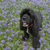 Dog friendly Holidays, Basel Cottage, Dog Friendly, Warm and Cosy, Llandovery, Holiday Cottage, Award-winning,