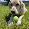 Dog friendly Holidays, Basel Cottage, Dog Friendly, Warm and Cosy, Llandovery, Holiday Cottage, Award-winning,