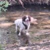 Dog friendly Holidays, Basel Cottage, Dog Friendly, Warm and Cosy, Llandovery, Holiday Cottage, Award-winning,