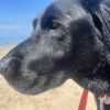 Dog friendly Holidays, Basel Cottage, Dog Friendly, Warm and Cosy, Llandovery, Holiday Cottage, Award-winning,