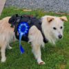 Dog friendly Holidays, Basel Cottage, Dog Friendly, Warm and Cosy, Llandovery, Holiday Cottage, Award-winning,
