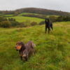 Dogs on holiday at Basel Cottage in Llandovery, Carmarthenshire, Wales