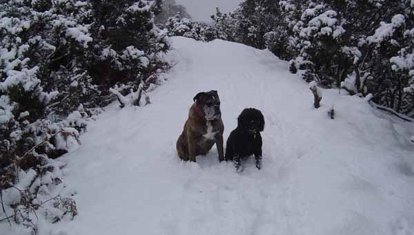 Dog Friendly Holidays