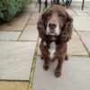 Dog friendly Holidays, Basel Cottage, Dog Friendly, Warm and Cosy, Llandovery, Holiday Cottage, Award-winning,