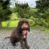 Dog friendly Holidays, Basel Cottage, Dog Friendly, Warm and Cosy, Llandovery, Holiday Cottage, Award-winning, Dogs stay free,