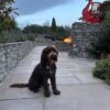 Dog friendly Holidays, Basel Cottage, Dog Friendly, Warm and Cosy, Llandovery, Holiday Cottage, Award-winning,